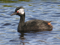 Grebe-rolland-Suzan